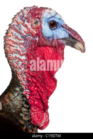 Close-up de Wild Turkey, Meleagris gallopavo, in front of white background Banque D'Images