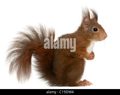 Eurasian écureuil roux, Sciurus vulgaris, 4 ans, in front of white background Banque D'Images