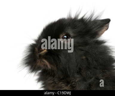 Close-up of young Lionhead rabbit, 2 months old, in front of white background Banque D'Images