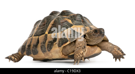 La tortue d'Hermann Testudo hermanni, balades, in front of white background Banque D'Images