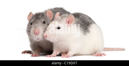 Deux rats, 12 years old, in front of white background Banque D'Images