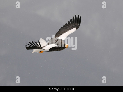 L'aigle de mer Stellers en vol à la recherche chez le photographe, au-dessus de la mer d'Okhotsk près de Rausu, Hokkaido Prefecture, Japan Banque D'Images