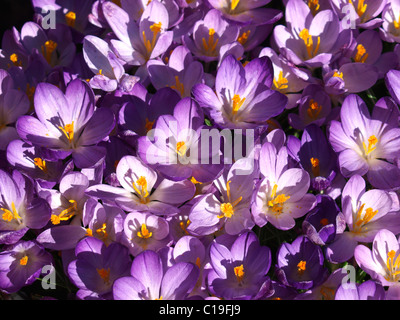 Crocus Banque D'Images