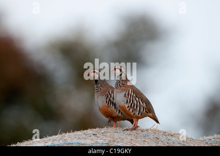 Red-legged Partridge Alectoris rufa sur hay bale Norfolk Banque D'Images