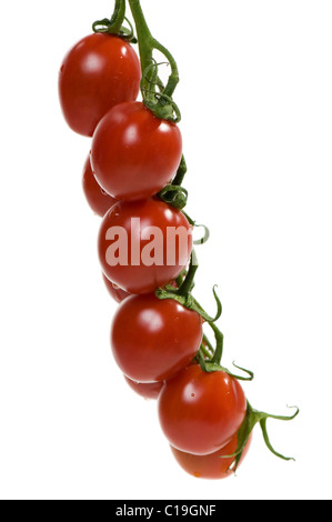 Tomates cerise mûre rouge sur la vigne Banque D'Images