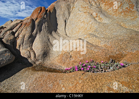 Fleur Rose plante grasse poussant dans une niche humide dans les roches de granit couverts de lichen sur la côte atlantique de l'Afrique du Sud Banque D'Images