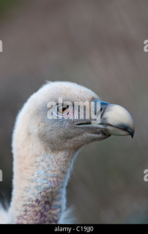 Vautour fauve Gyps fulvus hiver Espagne Pyrénées Catalanes Banque D'Images