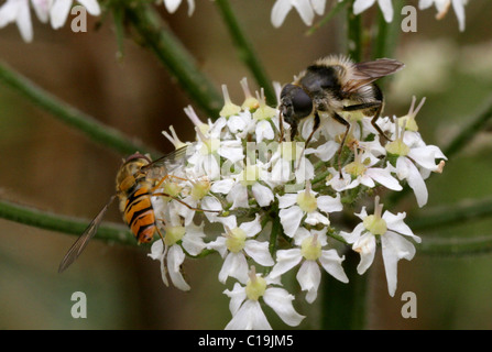 Imiter l'Abeille Hoverfly, Cheilosia illustrata, Syrphidae, diptères et marmelades Hoverfly, Episyrphus balteatus, Syrphidae, Diptères. Banque D'Images