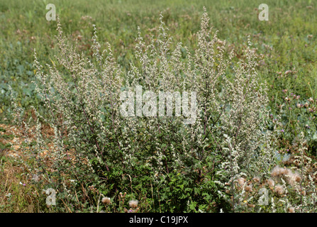 Armoise commune ou l'absinthe, Artemisia vulgaris, famille des Astéracées (Composées). La fleur sauvage. Banque D'Images