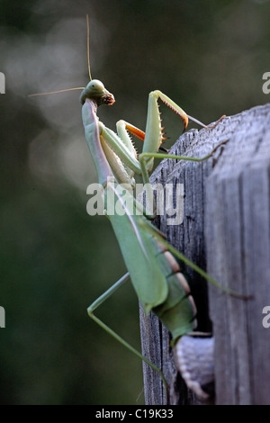 Vue d'un insecte Mantis religiosa verte pondre sur une barrière en bois. Banque D'Images