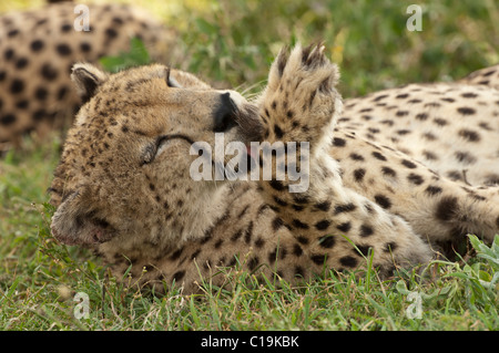 Stock photo d'un guépard lave sa patte. Banque D'Images