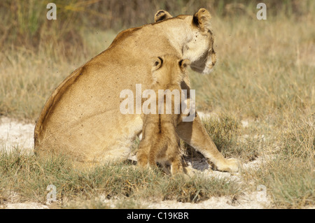 Stock photo d'un lion cub essaie d'obtenir l'attention de sa mère. Banque D'Images