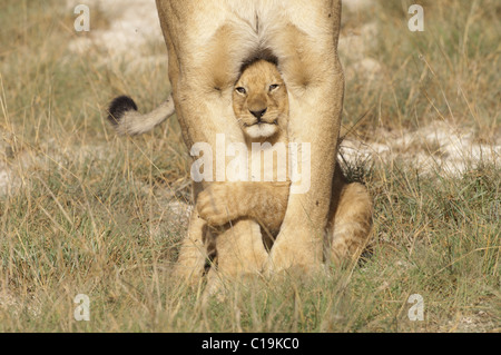 Stock photo d'un lion cub debout sous les jambes de sa mère. Banque D'Images