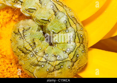 Fermer la vue d'une chenille verte enroulée sur une fleur jaune Banque D'Images