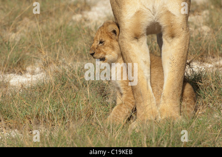 Stock photo d'un lion cub debout sous les jambes de sa mère. Banque D'Images