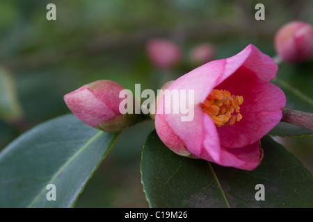 Camellia japonica cuspidata 'Cornish Spring' Banque D'Images