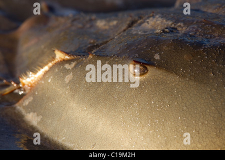 Limules sur plage, pondre dans le sable, Delaware, Etats-Unis Banque D'Images