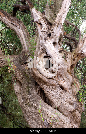 Détail de l'arbre d'olive, de l'écorce de vieux détail olivier méditerranéen Banque D'Images