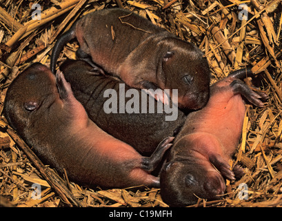 Litière de campagnols d'eau (Arvicola amphibius) de bébés élevés en captivité dans le nid, Wildwood Trust, Kent, Royaume-Uni Banque D'Images