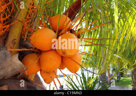 En coco palm tree ripe fruit de couleur orange jaune Banque D'Images