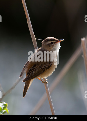 Phragmite des joncs Acrocephalus schoenobaenus Claj Norfolk summer Banque D'Images