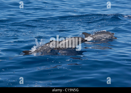 Groupe de dauphins tachetés de l'Atlantique (Stenella frontalis) marsouinage. Açores, Océan Atlantique. Banque D'Images