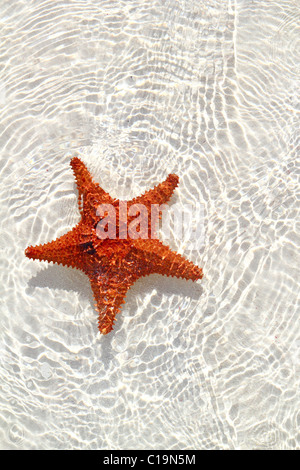 Belle étoile orange en eau peu profonde ondulée Banque D'Images