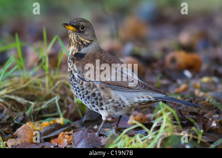 F) Fieldfare (Turdus sur le terrain parmi les pommes d'Aubaine Banque D'Images