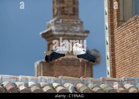 Cigogne blanche Ciconia ciconia afficher sur toit cathédrale Alfaro Espagne Juin Banque D'Images