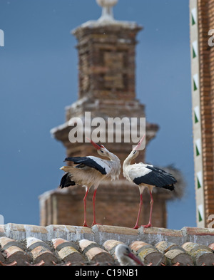 Cigogne blanche Ciconia ciconia afficher sur toit cathédrale Alfaro Espagne Juin Banque D'Images