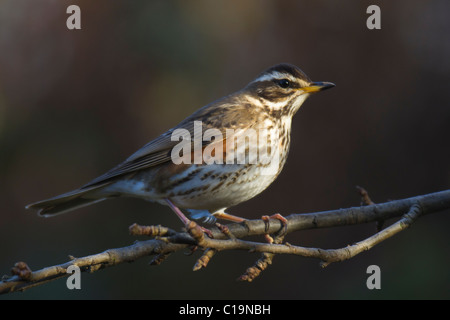 Redwing (Turdus iliacus) perché sur une branche Banque D'Images