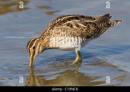 La Bécassine des marais (Gallinago gallinago) alimentation en eau peu profonde Banque D'Images