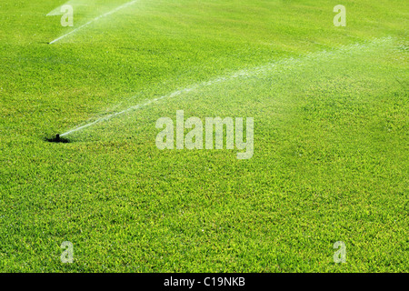 Jardin d'herbe d'eau saupoudrer de printemps dans une rangée Banque D'Images