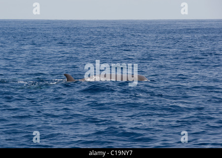 Baleine à bec commune (Hyperoodon ampullatus) animal adulte surfacing, rare rare image. Açores, Océan Atlantique. Banque D'Images