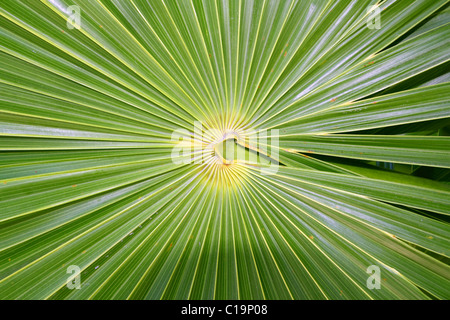 Chit Floride Trithrinax THRINAX RADIATA au Mexique Banque D'Images