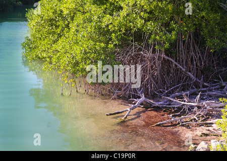 Mangrove Lagoon rive à Riviera Maya Banque D'Images