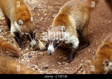 Coati Nasua narica queue anneau animal en Amérique du Sud Banque D'Images