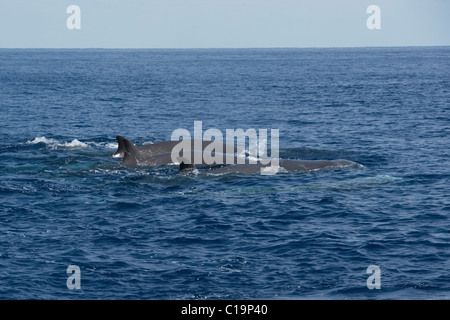 Baleine à bec commune (Hyperoodon ampullatus) animaux adultes surfacing, rare rare image. Açores, Océan Atlantique. Banque D'Images