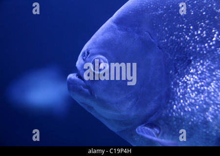 Piranha poisson détail visage macro fond de l'eau couleur bleu Banque D'Images