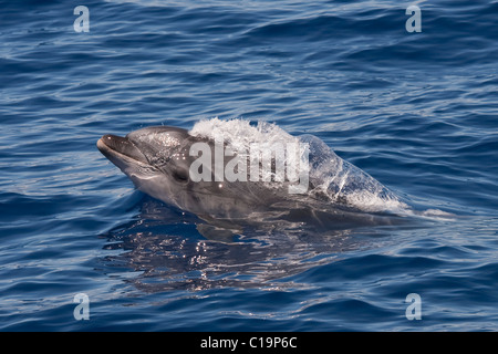 Grand dauphin commun (Tursiops truncatus) marsouinage animaux adultes. Açores, Océan Atlantique. Banque D'Images