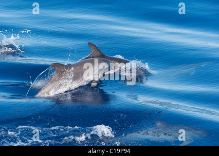 Groupe de dauphins tachetés de l'Atlantique (Stenella frontalis) marsouinage jeunes animaux. Açores, Océan Atlantique. Banque D'Images