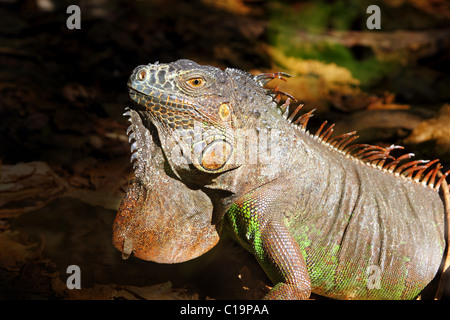 Profil de l'iguane mexique détail tête macro portrait Banque D'Images