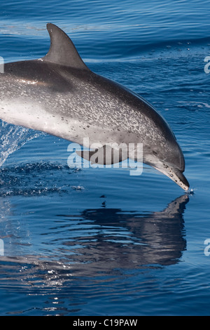 Groupe de dauphins tachetés de l'Atlantique (Stenella frontalis) adulte mature violer avec réflexion visible. Açores, Océan Atlantique. Banque D'Images