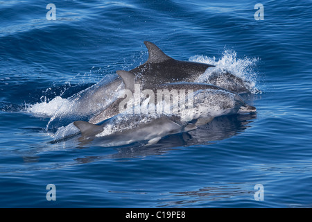 Groupe de dauphins tachetés de l'Atlantique (Stenella frontalis) deux étudiantes adultes et un juvénile animal. Açores, Océan Atlantique. Banque D'Images