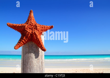 Belle étoile de mer des Caraïbes sur la plage pôle bois Banque D'Images