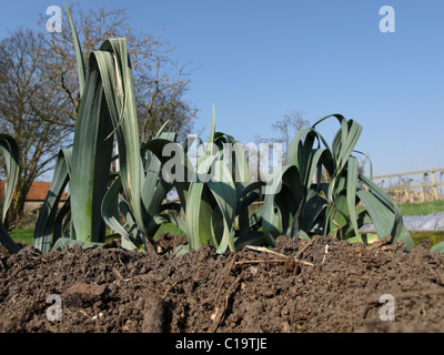 De plus en plus des poireaux dans un lit de légumes. Lincolnshire, Angleterre. Banque D'Images