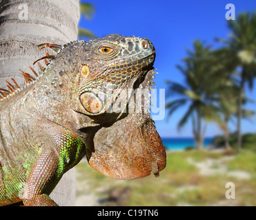 Iguane mexicain en plage tropicale des Caraïbes cocotiers Banque D'Images