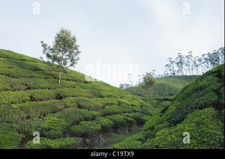 La plantation de thé et l'arbre, Munnar, Idukki, Kerala, Inde Banque D'Images