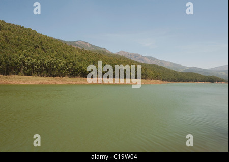 Arbres au bord de lac, lac Kundala, Munnar, Idukki, Kerala, Inde Banque D'Images