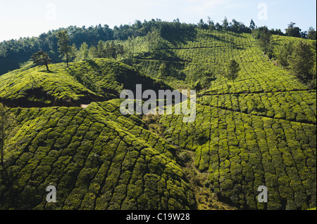 La plantation de thé, Munnar, Idukki, Kerala, Inde Banque D'Images
